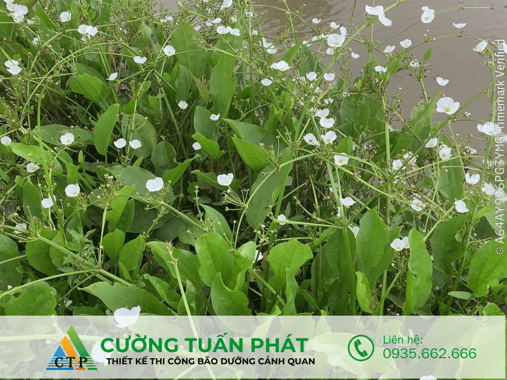 thi cong canh quan (11)