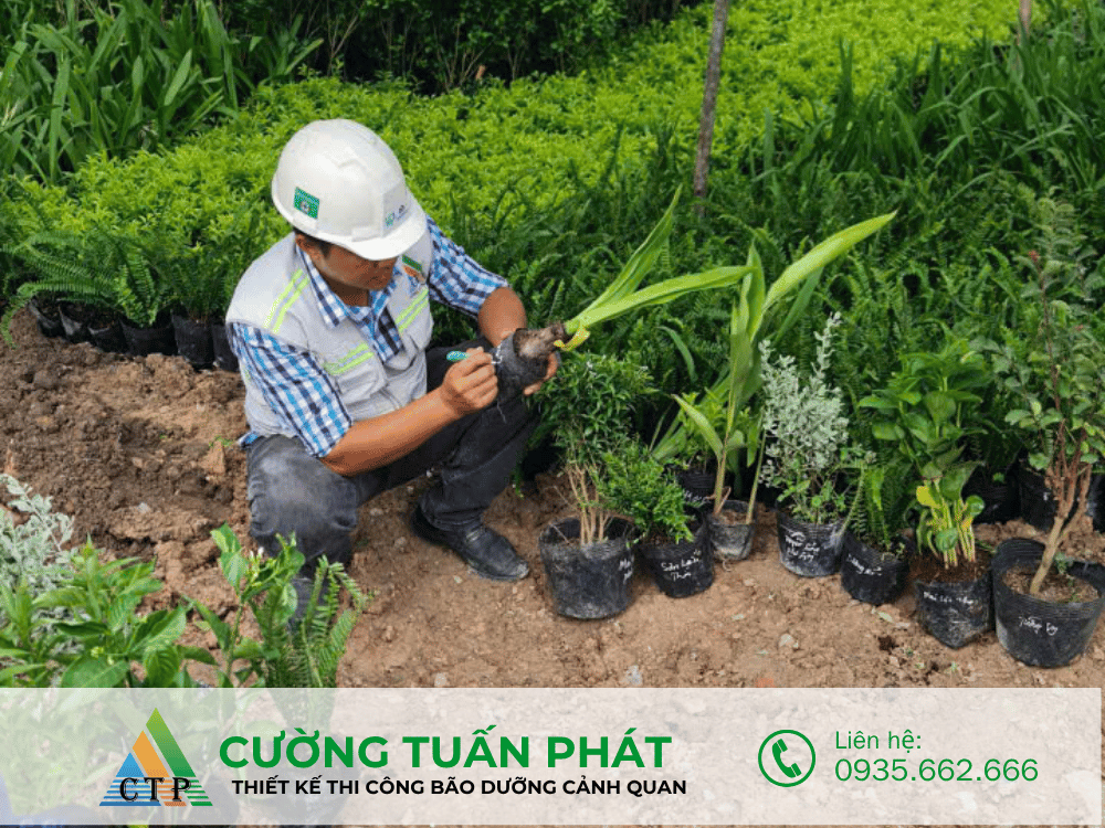 thi cong canh quan (34)