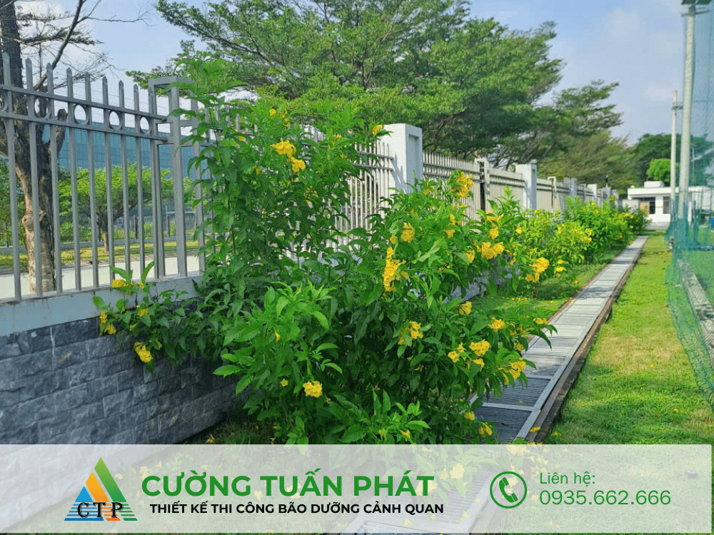 bảng báo giá thiết kế thi công cảnh quan sân vườn thi cong canh quan (58)